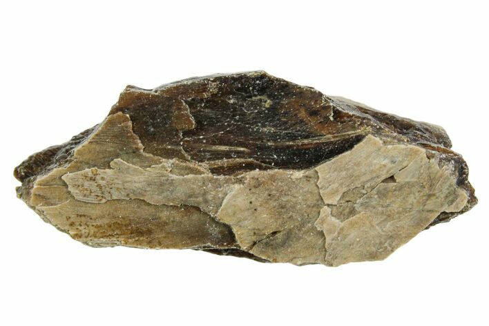 Fossil Tyrannosaur (T rex) Bone Section - Wyoming #352900
